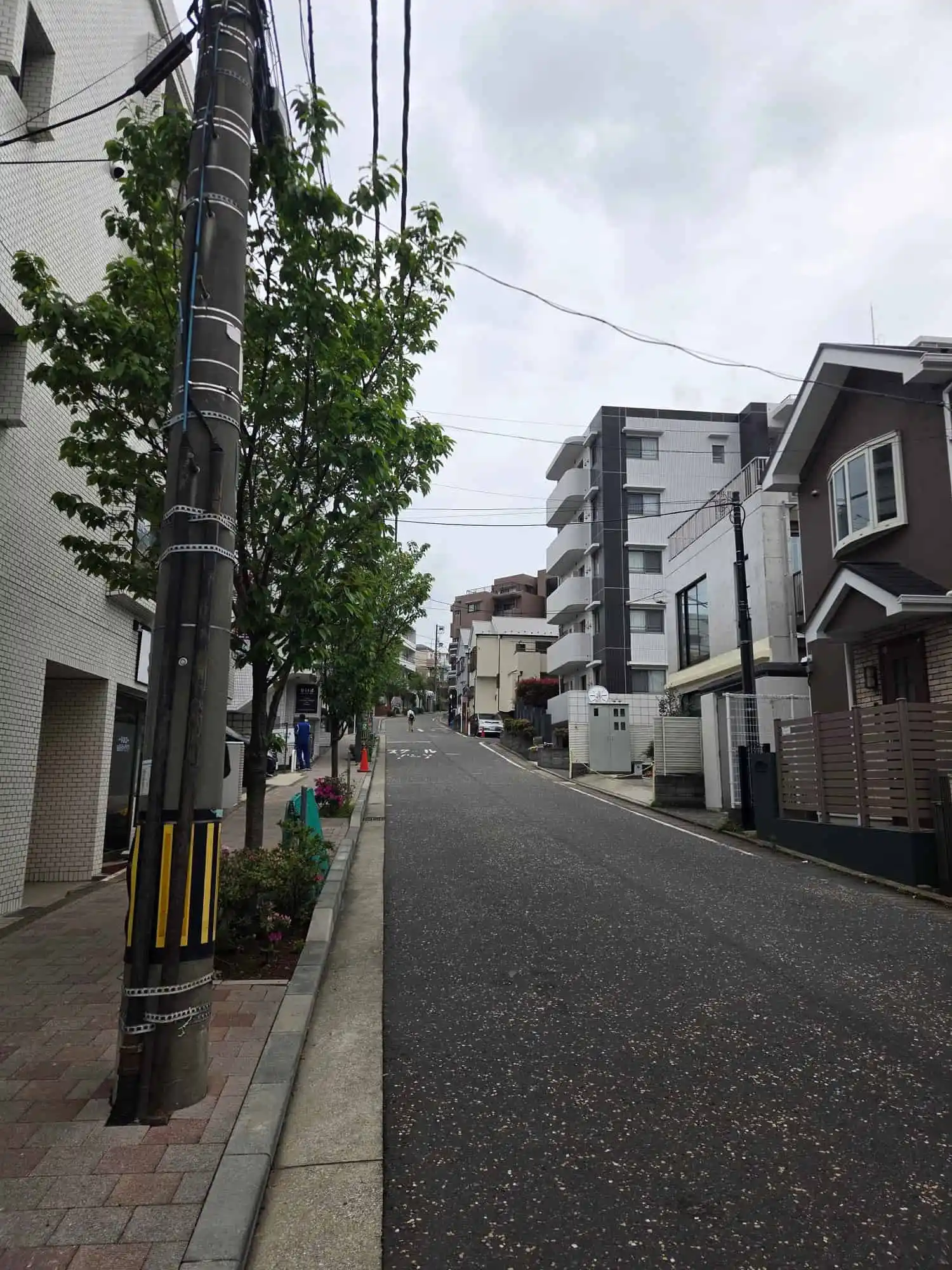 港南中央駅近くの桜道・マンションと戸建てが並ぶ閑静な住宅街