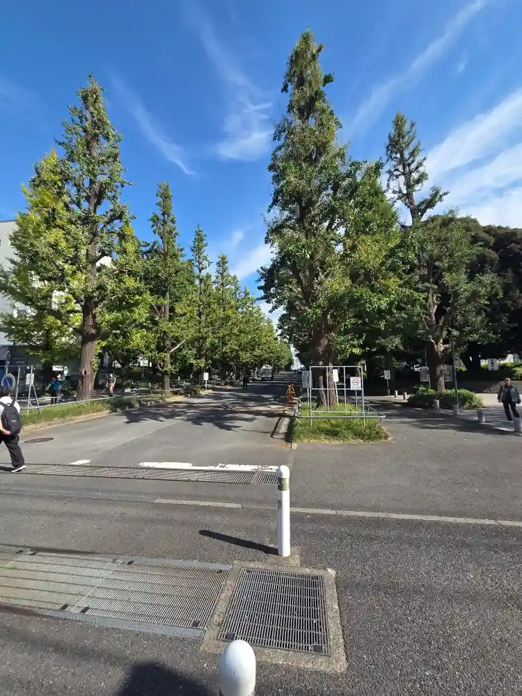 日吉駅前から慶應義塾大学日吉キャンパスへ続くイチョウ並木。駅のすぐ目の前に大学がある日吉の学生街の風景