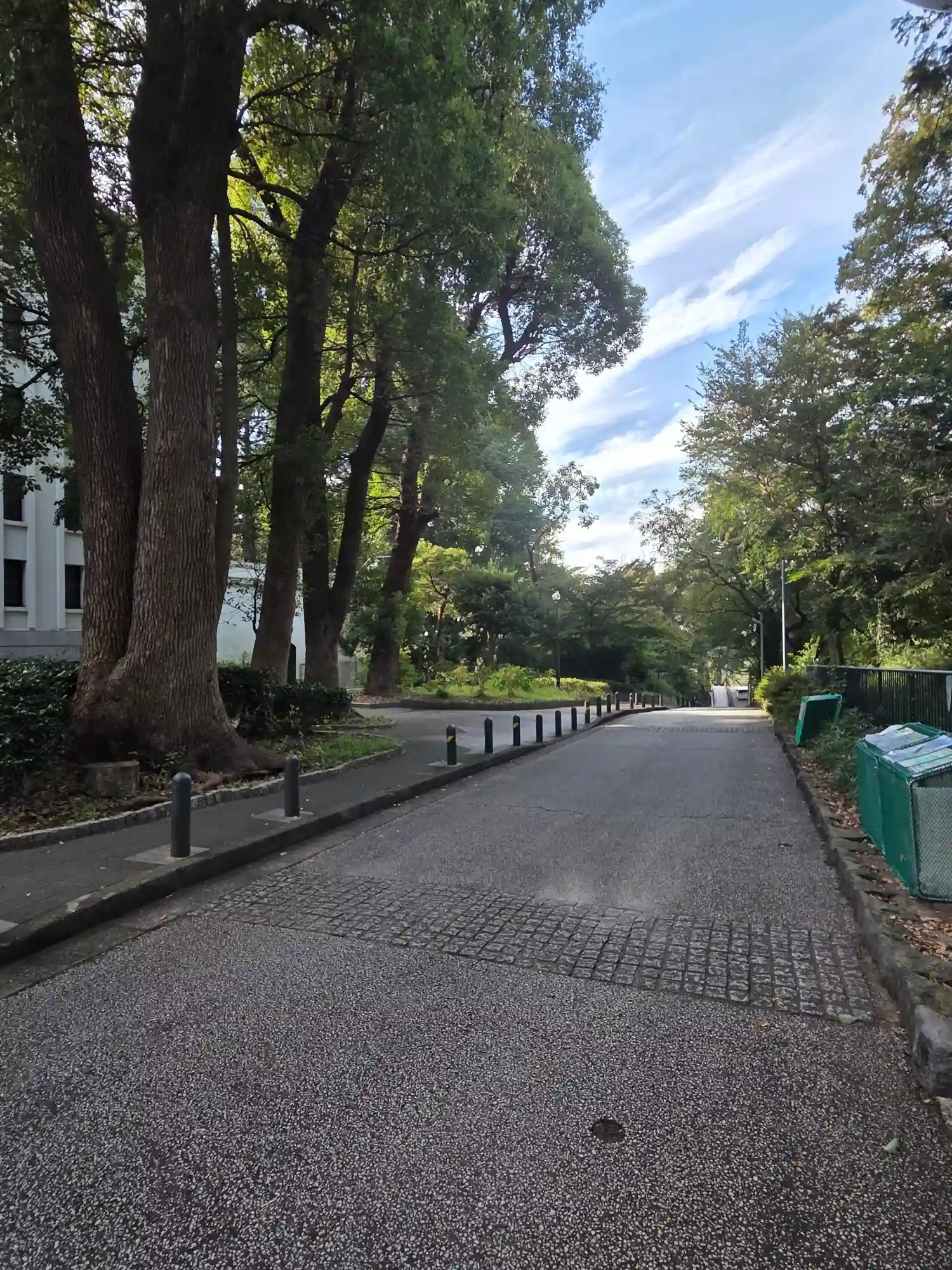 大倉山公園の園路。大木の並木が続き、左手に大倉山記念館が見える
